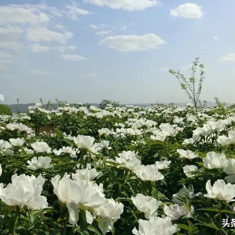 贵州锦屏最新图片——探寻山水间的美丽画卷